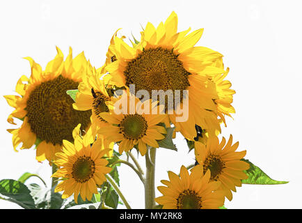 Vista ravvicinata della pianta di girasole isolato su bianco, back-light, contre-jour Foto Stock