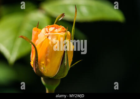 Il fiore di una rosa "Golden Showers' (Rosa "Golden Showers' (Cl)) Inizio per aprire Foto Stock