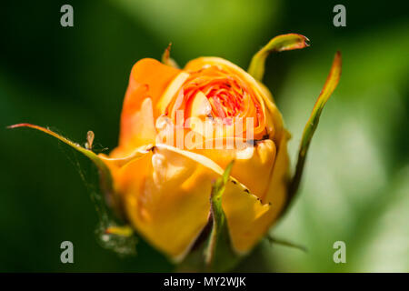 Il fiore di una rosa "Golden Showers' (Rosa "Golden Showers' (Cl)) Inizio per aprire Foto Stock