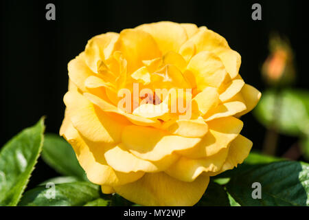 Il fiore di una rosa "Golden Showers' (Rosa "Golden Showers' (Cl)) Foto Stock