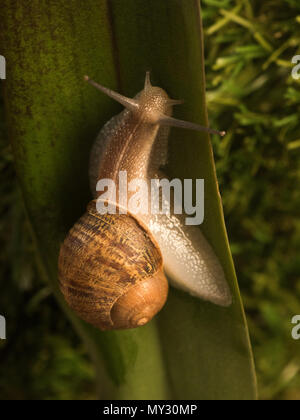 Lumaca di grandi dimensioni da esplorare lungo la foglia verde. Foto Stock