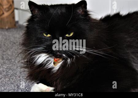 Un adulto, maschio, bianco e nero, con i capelli lunghi, il gatto domestico. Foto Stock