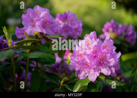 Blooming Rhododendron Catawbiense Grandiflorum in un giardino Foto Stock