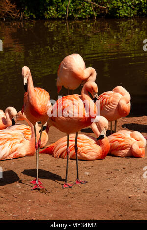 Un gruppo di fenicotteri rosa appoggiata dal lato del fiume. Prese a Paignton Zoo nel Devon, Regno Unito Foto Stock