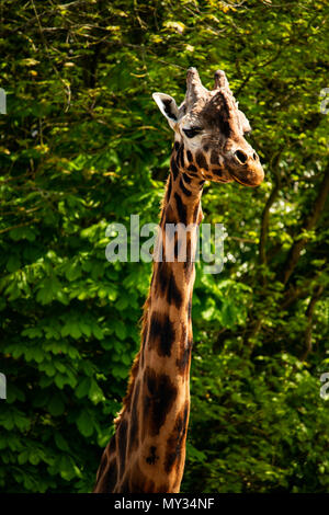 Giraffa settentrionale Foto Stock