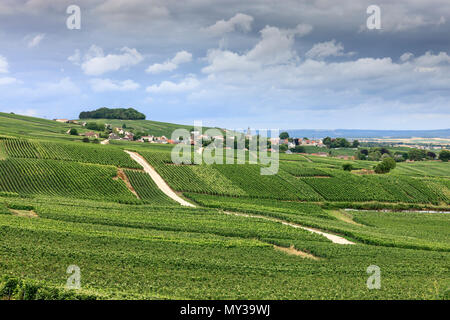 Vigne Ville Dommange Reims Marne Grand Est Francia Foto Stock