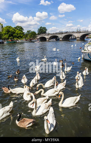 Cigni nuoto da Kingston Bridge sul fiume Tamigi, Kingston upon Thames, Greater London, Regno Unito in una giornata di sole a inizio estate con cielo blu Foto Stock