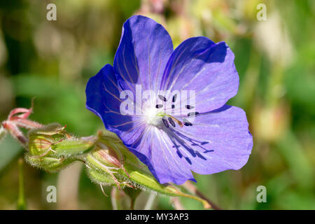 Prato della gru-bill (geranium pratense), in prossimità di un unico fiore con lo sviluppo di sementi in cialde. Foto Stock