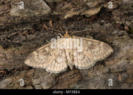 Zünsler, Anania lancealis, Perinephela lancealis, Long-winged perla, crambid, Crambidae, Zünsler, Rüsselzünsler, Crambids Foto Stock