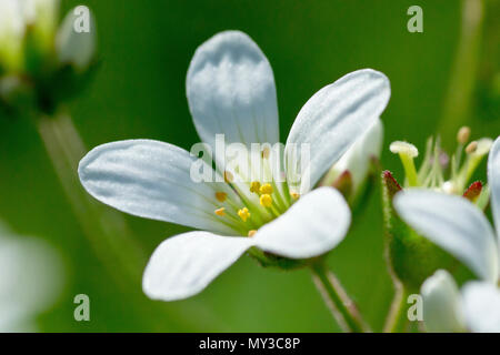 Prato Sassifraga (saxifraga granulata), in prossimità di un unico fiore. Foto Stock