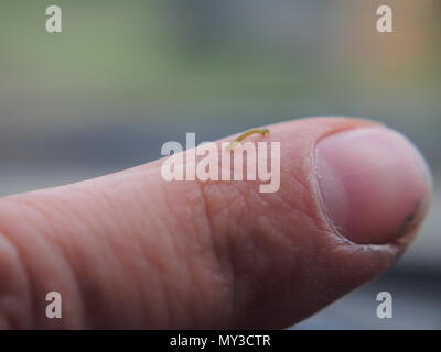 Molto piccolo bruco strisciare su un dito umano. La modalità Macro. Foto Stock