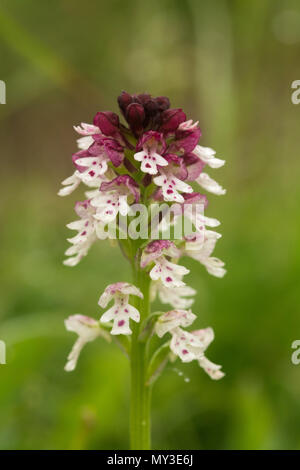 Close-up di una bella punta bruciato orchidea (Neotinea ustulata) a Martin giù Riserva Naturale Nazionale in Hampshire, Regno Unito Foto Stock