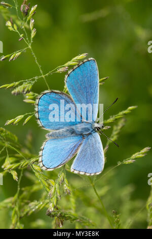 Close-up del upperside di un incredibile adone maschio blue butterfly (Polyommatus bellargus) sulle erbe in Hampshire, Regno Unito Foto Stock