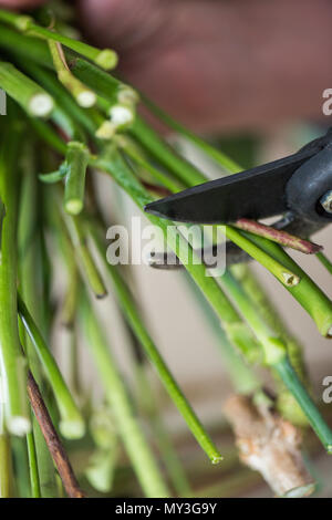 Close-up vista parziale del fioraio taglio steli verdi con secateurs Foto Stock