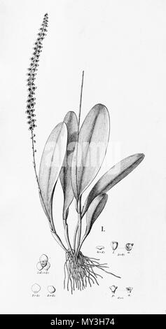 . Illustrazione di Stelis papaquerensis (come syn. Stelis smaragdina) . tra 1893 e 1896. Alfred Cogniaux (1841 - 1916) 502 Stelis papaquerensis (come Stelis smaragdina- taglio fl.Br. 3-4-82 Foto Stock