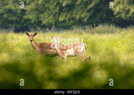 Daini (Dama Dama), a NT Charlecote Park, Warwickshire, Regno Unito, nel parco e bosco ambiente Foto Stock