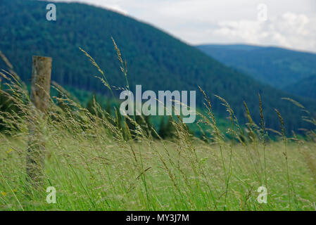 Viaggio vero il meraviglioso paesaggio e natura della Romania Foto Stock