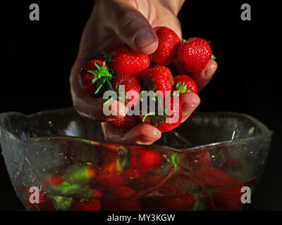 Appena Lavate le fragole sono tenute in mano una ciotola su sfondo scuro Foto Stock