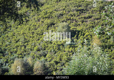 Frondose foresta di eucalipti nelle montagne della Galizia. Viaggi botanici del paesaggio. Agosto 18, 2016. Rebedul, a Becerrea Lugo Galizia Spagna. Foto Stock
