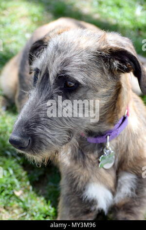 Irish Wolfhound cucciolo Foto Stock