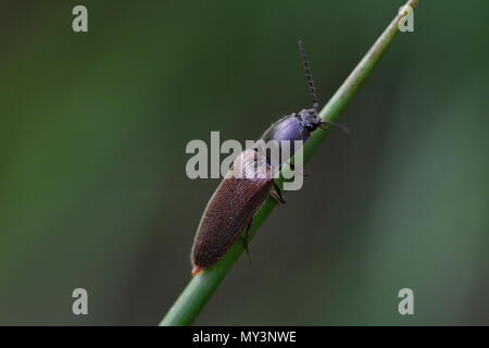 Scarabeo di scatto Foto Stock