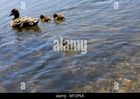 Madre di anatra con i suoi anatroccoli Foto Stock