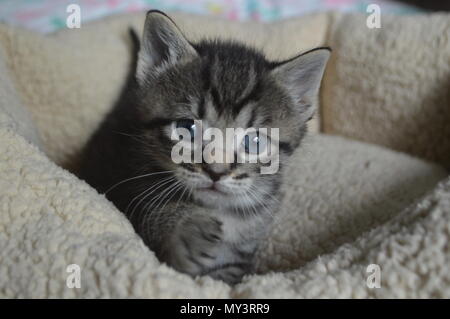 6 settimane vecchio tabby kitten raggiungendo paw out Foto Stock