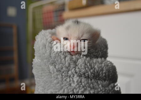 Bianco e nero 1 settimane vecchio cucciolo in un purrito Foto Stock