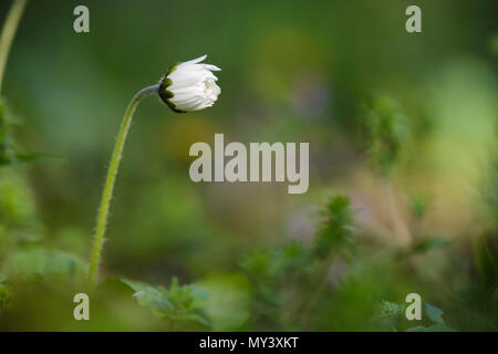 Daisy chiusa al mattino contro sognante e sfondo sfocato Foto Stock