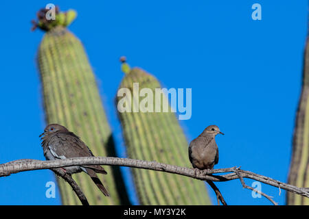 Bianco-winged Colomba (zenaida asiatica) e di lutto Colomba (zenaida macroura), appollaiato su un unico ramo in Arizona deserto Sonoran durante la primavera. Foto Stock