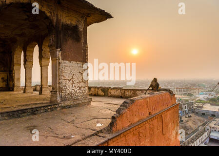 Scimmia macaco a Galta Ji a Jaipur al tramonto Foto Stock