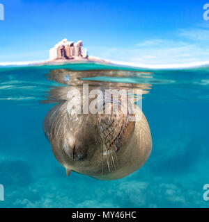 Marrone a pelo Californian Sea Lion a Los Islotes, Mare di Cortez (Zalophus californianus) Foto Stock