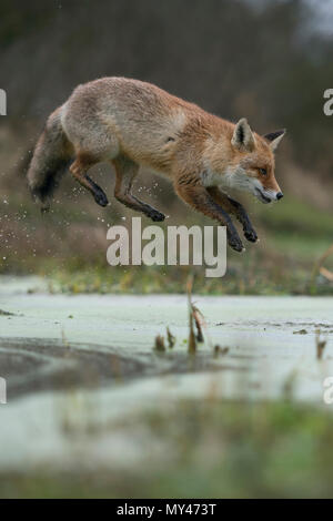 Red Fox / Rotfuchs ( Vulpes vulpes ), adulti in winterfur, saltando su un piccolo fiume in una palude, lungi jump, sembra divertente, wildife, l'Europa. Foto Stock