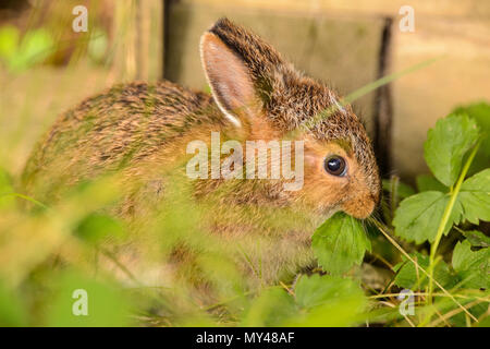 Variando lepre (Lepus americanus) baby mangiare fragola Foglie accanto a una piantatrice di legno, maggiore Sudbury, Ontario, Canada Foto Stock