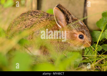 Variando lepre (Lepus americanus) baby mangiare fragola Foglie accanto a una piantatrice di legno, maggiore Sudbury, Ontario, Canada Foto Stock