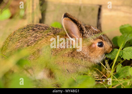 Variando lepre (Lepus americanus) baby mangiare fragola Foglie accanto a una piantatrice di legno, maggiore Sudbury, Ontario, Canada Foto Stock