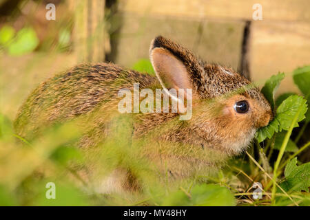 Variando lepre (Lepus americanus) baby mangiare fragola Foglie accanto a una piantatrice di legno, maggiore Sudbury, Ontario, Canada Foto Stock