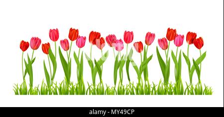 I tulipani fiori isolati Illustrazione Vettoriale