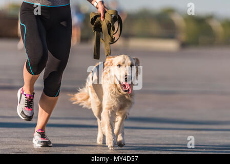 Vista ritagliata della sportive jogging con il golden retriever cane nella città di giorno Foto Stock