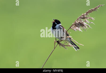 Maschio Bunting-Emberiza Reed schoeniclus arroccato su Phragmites-Phragmites australis nella canzone completa. Regno Unito Foto Stock