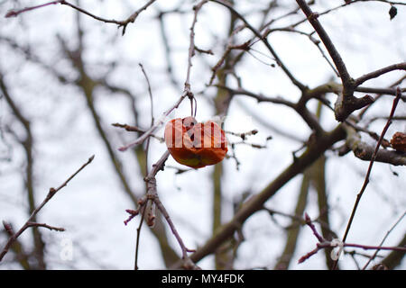 Il marcio unpicked Apple su un albero - STAGIONE INVERNALE Foto Stock