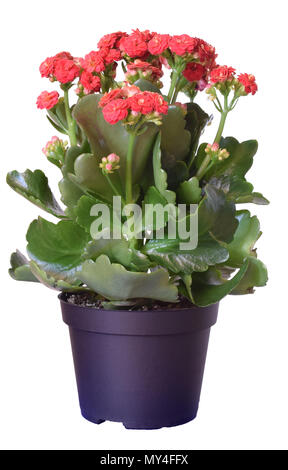 Kalanchoe Blossfeldiana, fiori di colore rosso nel recipiente in plastica isolato su sfondo bianco Foto Stock