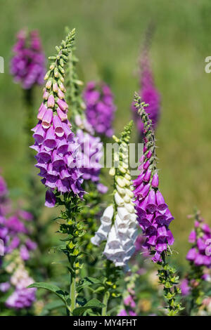 Foxgloves crescente selvatici al duver vicino a St Helens e bembridge sull'isola di Wight. national trust siti e riserve naturali fiori selvatici in bud. Foto Stock