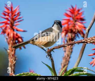 Un Southern Boubou appollaiato in una boccola di Aloe in Africa australe Foto Stock