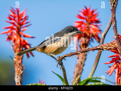 Un Southern Boubou appollaiato in una boccola di Aloe in Africa australe Foto Stock