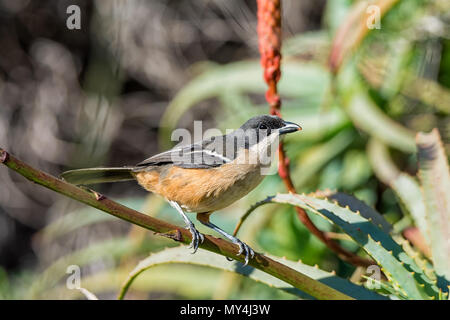 Un Southern Boubou appollaiato in una boccola di Aloe in Africa australe Foto Stock