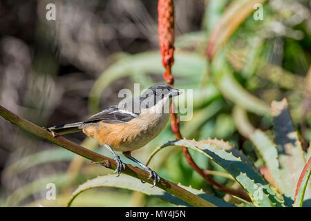 Un Southern Boubou appollaiato in una boccola di Aloe in Africa australe Foto Stock