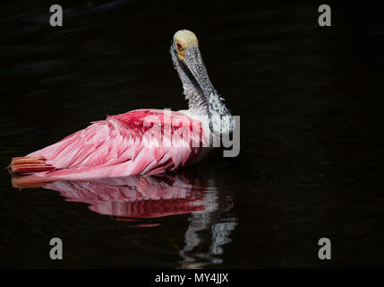 Roseate Spoonbill in Florida Foto Stock