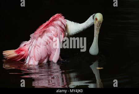 Roseate Spoonbill in Florida Foto Stock