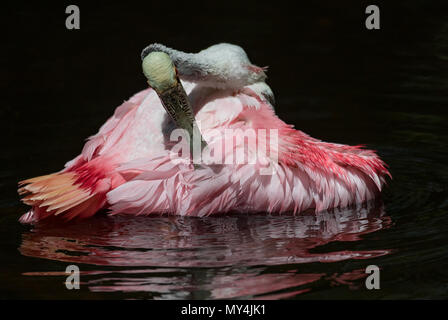 Roseate Spoonbill in Florida Foto Stock